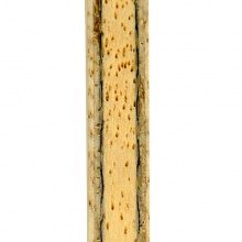 挺拔Tibhar 尚坤ZLC 專業(yè)底板 碳纖維底板 5+2內(nèi)置纖維