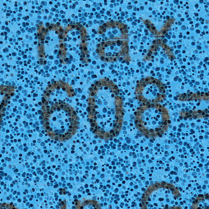 1513129631694317.jpg 705.jpg